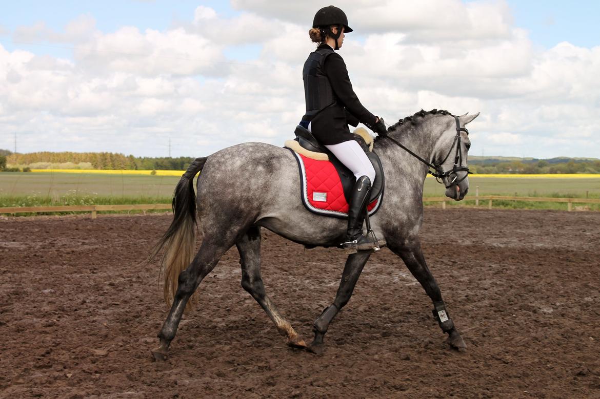 Grøvangs Jocelynn og Anne Frederiksen LB dressur | 30/05-2015 billede 47