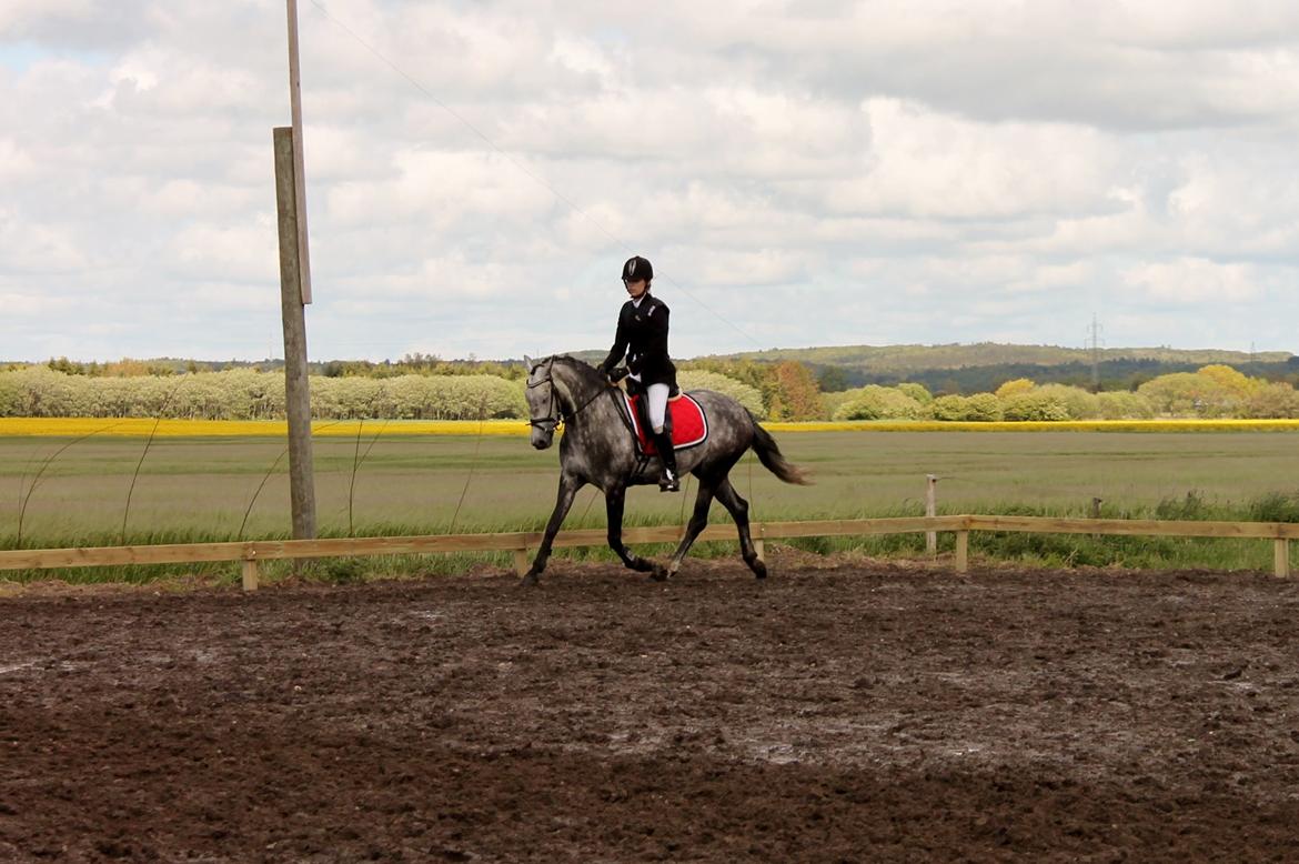 Grøvangs Jocelynn og Anne Frederiksen LB dressur | 30/05-2015 billede 48