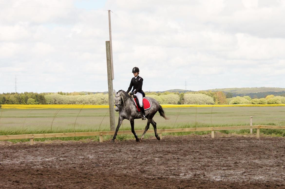 Grøvangs Jocelynn og Anne Frederiksen LB dressur | 30/05-2015 billede 49