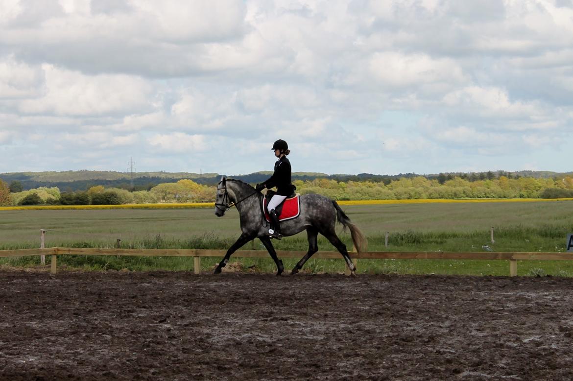 Grøvangs Jocelynn og Anne Frederiksen LB dressur | 30/05-2015 billede 50