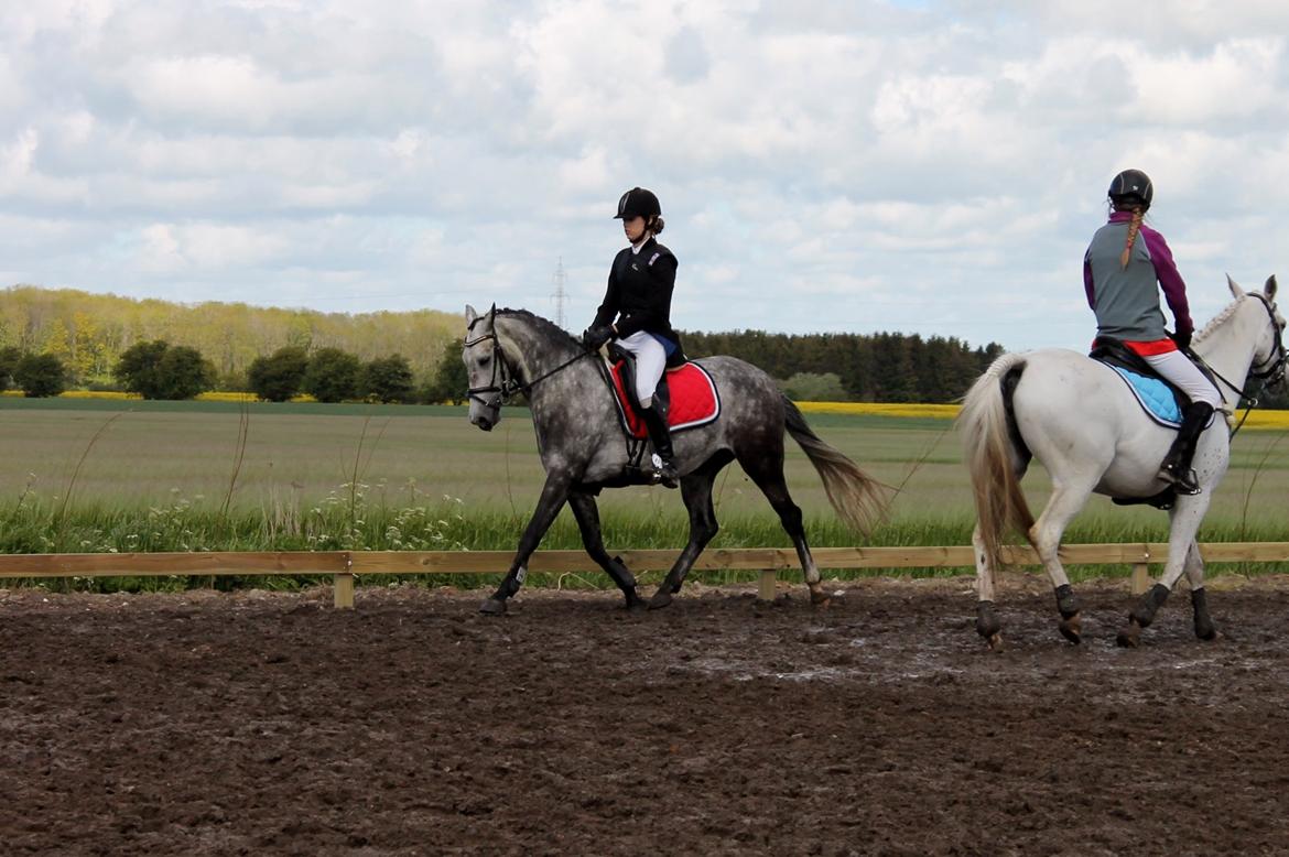 Grøvangs Jocelynn og Anne Frederiksen LB dressur | 30/05-2015 billede 51