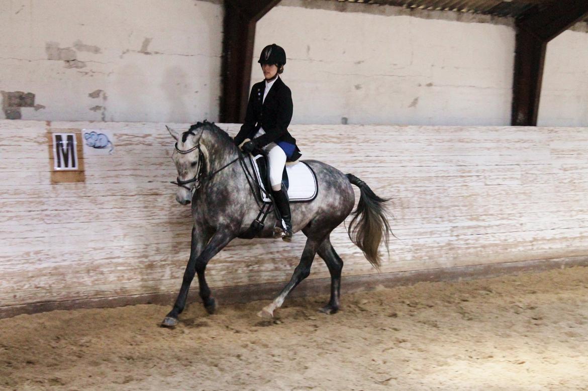 Grøvangs Jocelynn og Anne Frederiksen LB dressur | 30/05-2015 billede 1