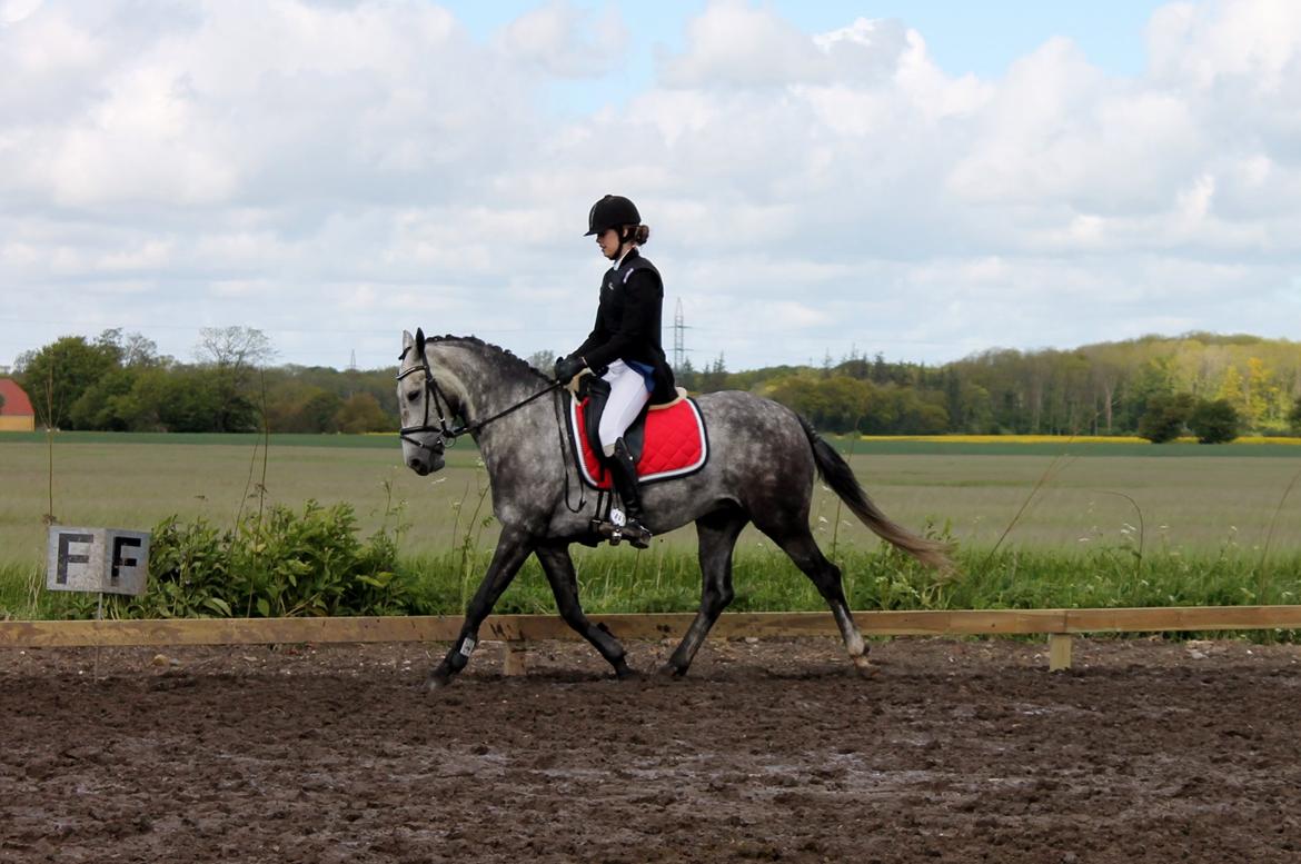 Grøvangs Jocelynn og Anne Frederiksen LB dressur | 30/05-2015 billede 53