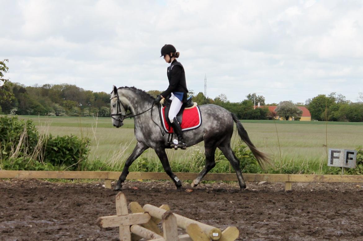 Grøvangs Jocelynn og Anne Frederiksen LB dressur | 30/05-2015 billede 54