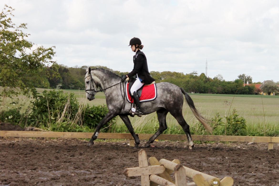 Grøvangs Jocelynn og Anne Frederiksen LB dressur | 30/05-2015 billede 55