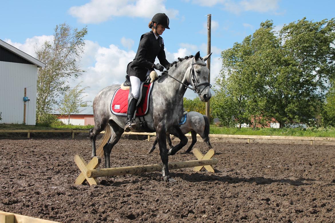 Grøvangs Jocelynn og Anne Frederiksen LB dressur | 30/05-2015 billede 56