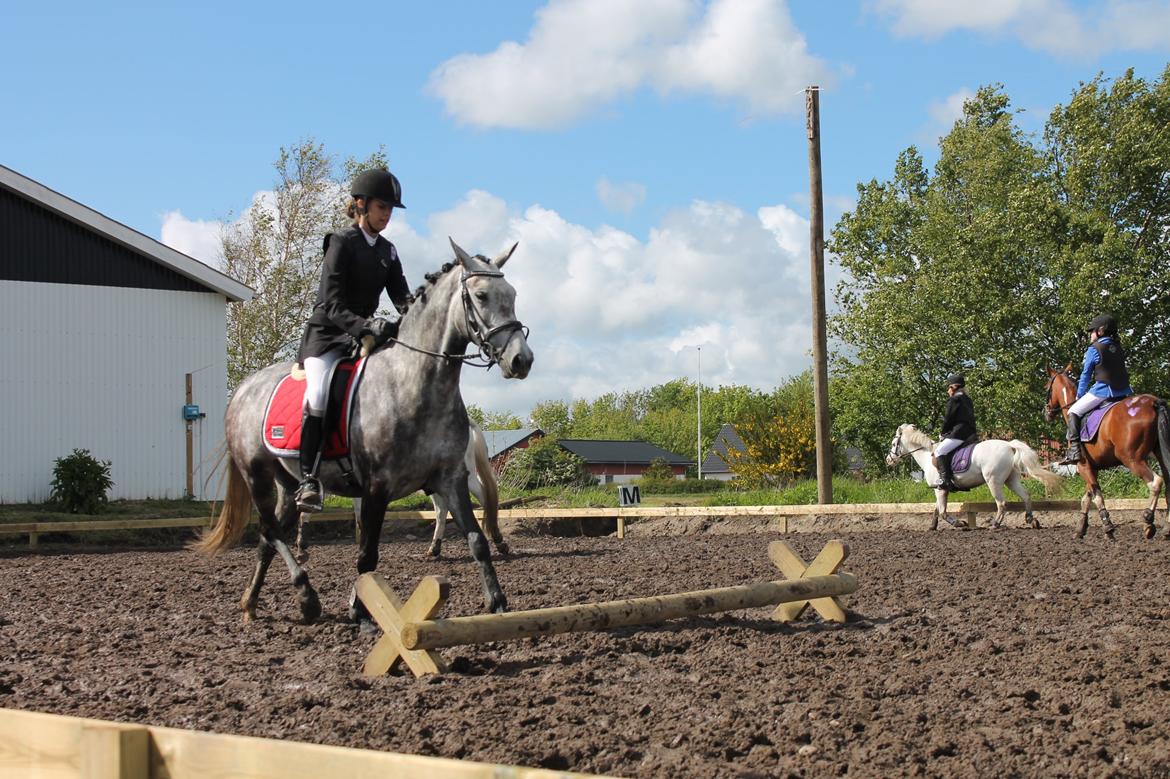 Grøvangs Jocelynn og Anne Frederiksen LB dressur | 30/05-2015 billede 57