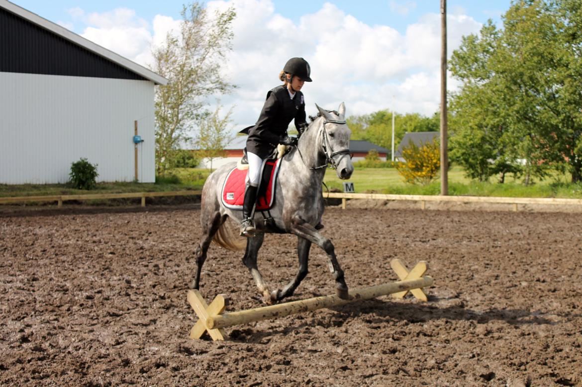 Grøvangs Jocelynn og Anne Frederiksen LB dressur | 30/05-2015 billede 59