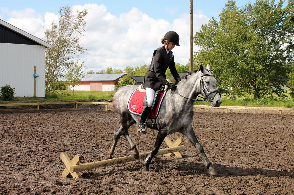 Grøvangs Jocelynn og Anne Frederiksen LB dressur | 30/05-2015 billede 60