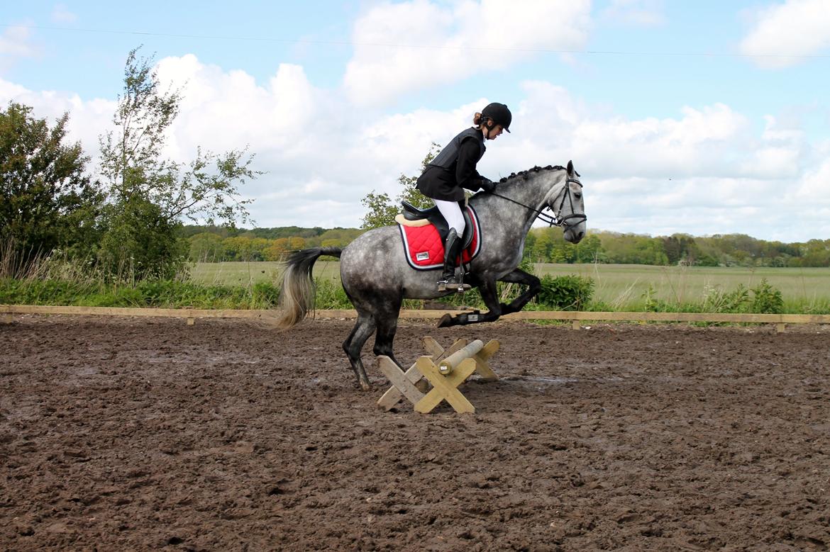 Grøvangs Jocelynn og Anne Frederiksen LB dressur | 30/05-2015 billede 63