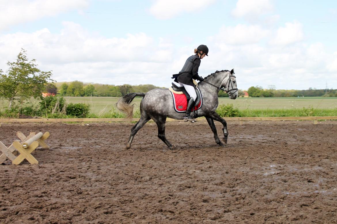 Grøvangs Jocelynn og Anne Frederiksen LB dressur | 30/05-2015 billede 64