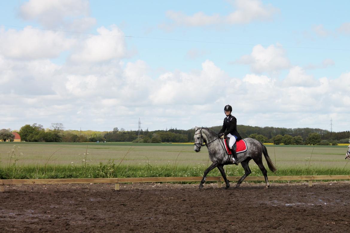 Grøvangs Jocelynn og Anne Frederiksen LB dressur | 30/05-2015 billede 65
