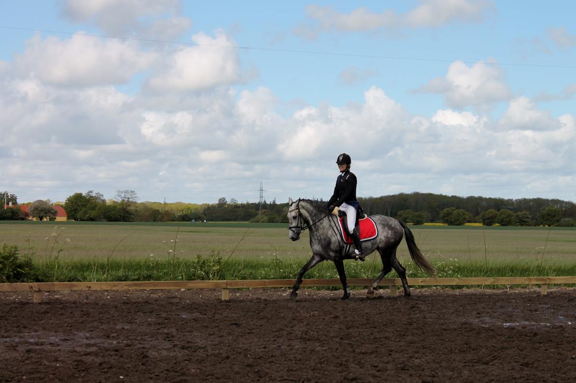 Grøvangs Jocelynn og Anne Frederiksen LB dressur | 30/05-2015 billede 66