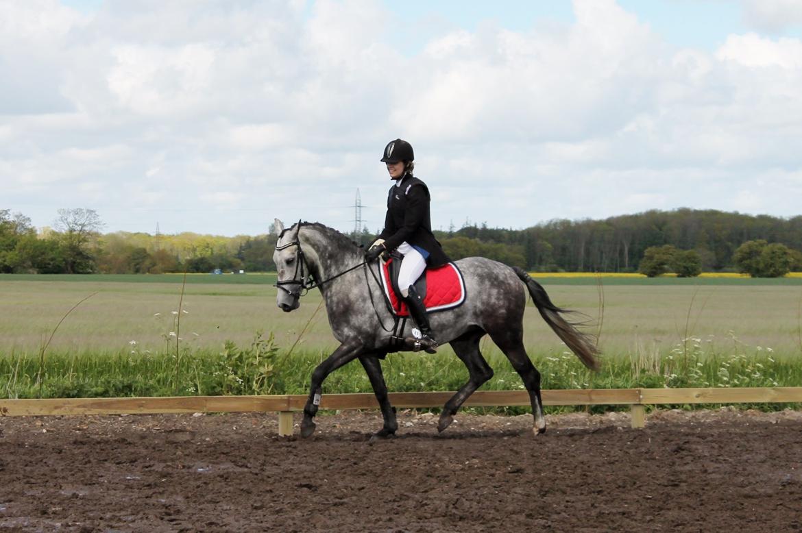 Grøvangs Jocelynn og Anne Frederiksen LB dressur | 30/05-2015 billede 67