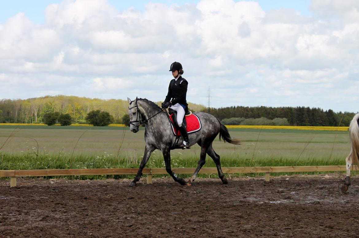 Grøvangs Jocelynn og Anne Frederiksen LB dressur | 30/05-2015 billede 52