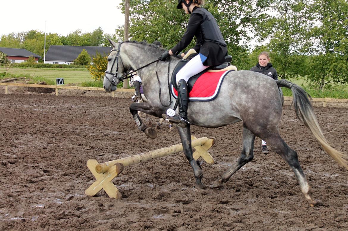 Grøvangs Jocelynn og Anne Frederiksen LB dressur | 30/05-2015 billede 69