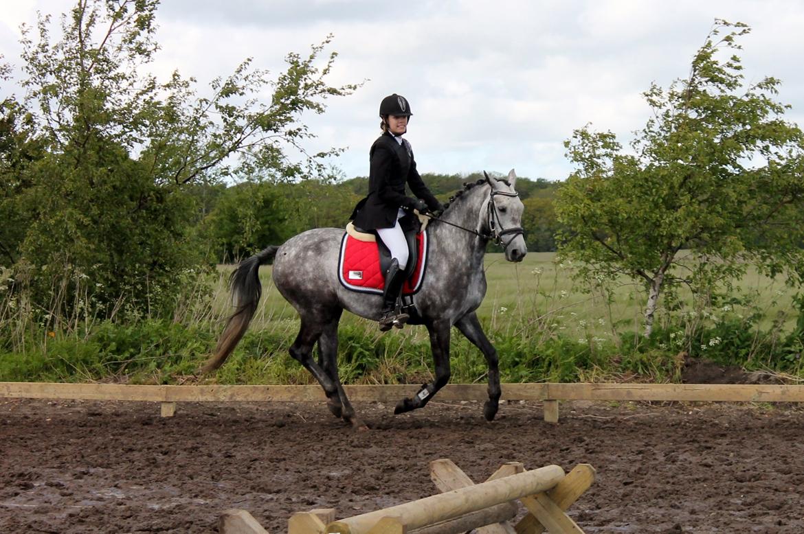 Grøvangs Jocelynn og Anne Frederiksen LB dressur | 30/05-2015 billede 70