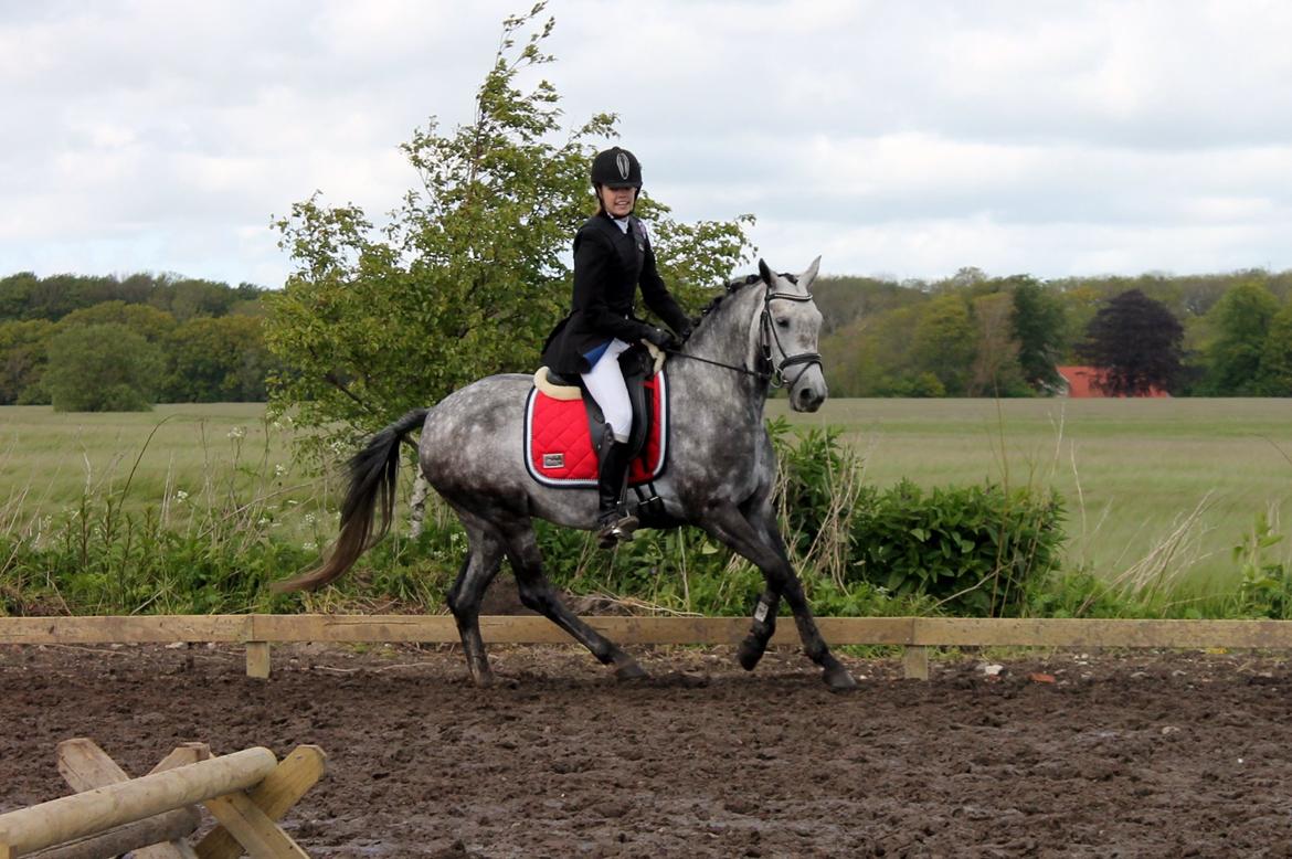 Grøvangs Jocelynn og Anne Frederiksen LB dressur | 30/05-2015 billede 71