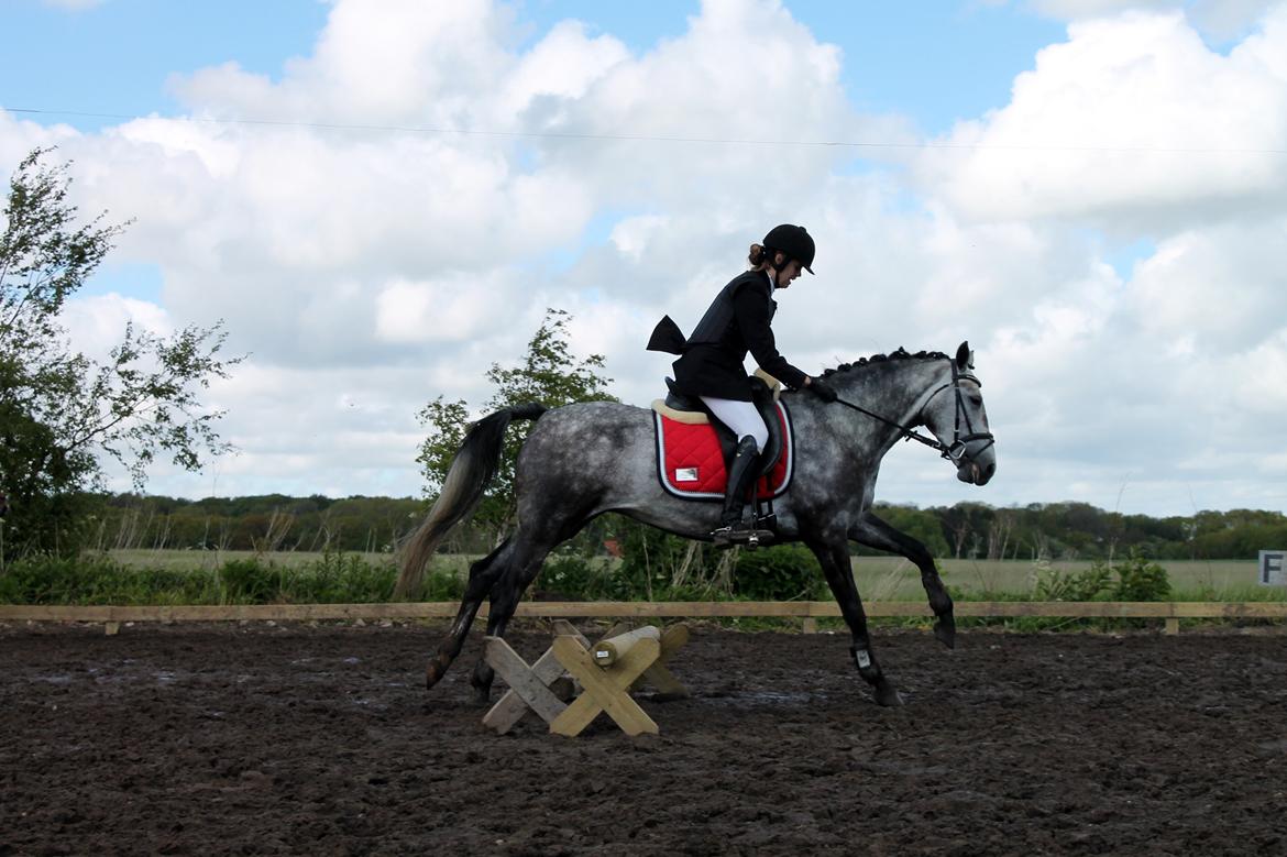 Grøvangs Jocelynn og Anne Frederiksen LB dressur | 30/05-2015 billede 72