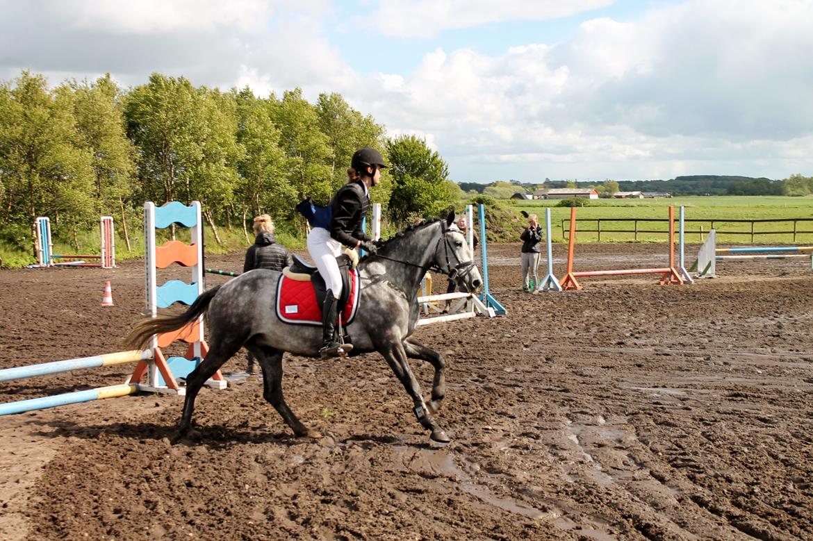 Grøvangs Jocelynn og Anne Frederiksen LB dressur | 30/05-2015 billede 80