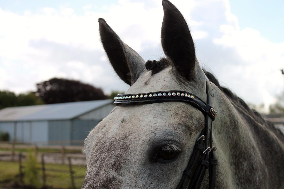 Grøvangs Jocelynn og Anne Frederiksen LB dressur | 30/05-2015 billede 68