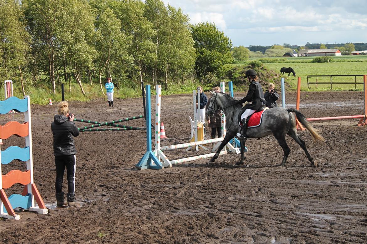 Grøvangs Jocelynn og Anne Frederiksen LB dressur | 30/05-2015 billede 82