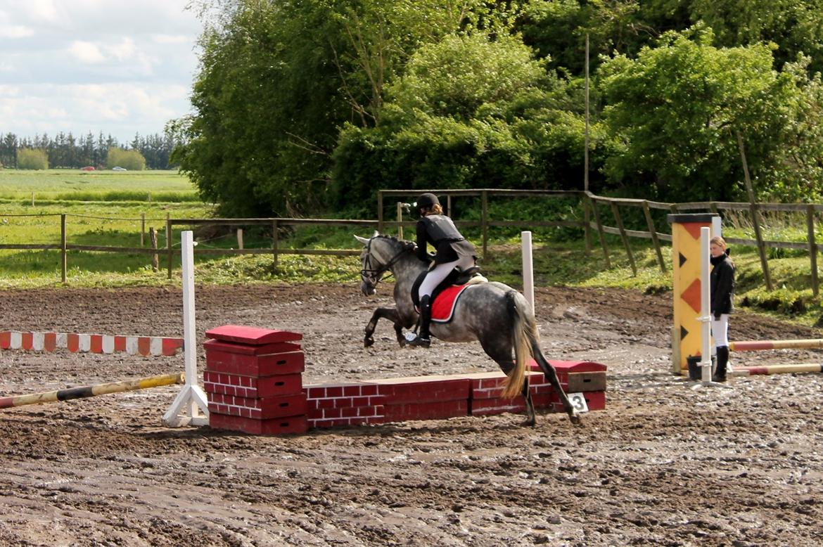 Grøvangs Jocelynn og Anne Frederiksen LB dressur | 30/05-2015 billede 81