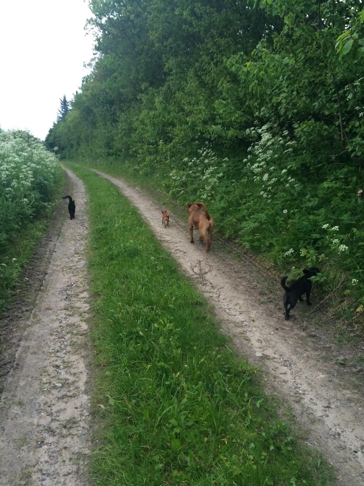 Stald Marienborg billede 1