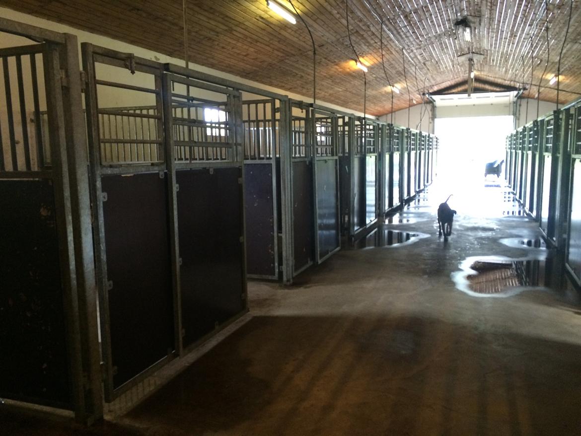 Stald Marienborg billede 8