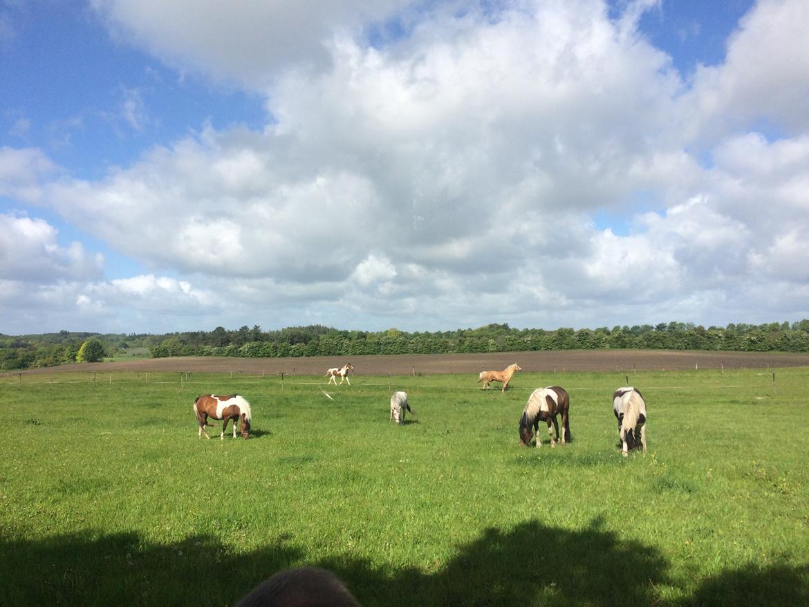 Stald Marienborg billede 15