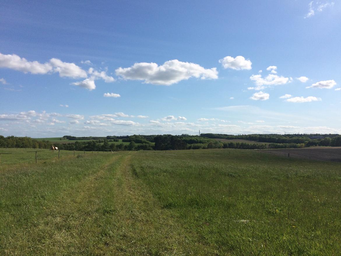 Stald Marienborg billede 16