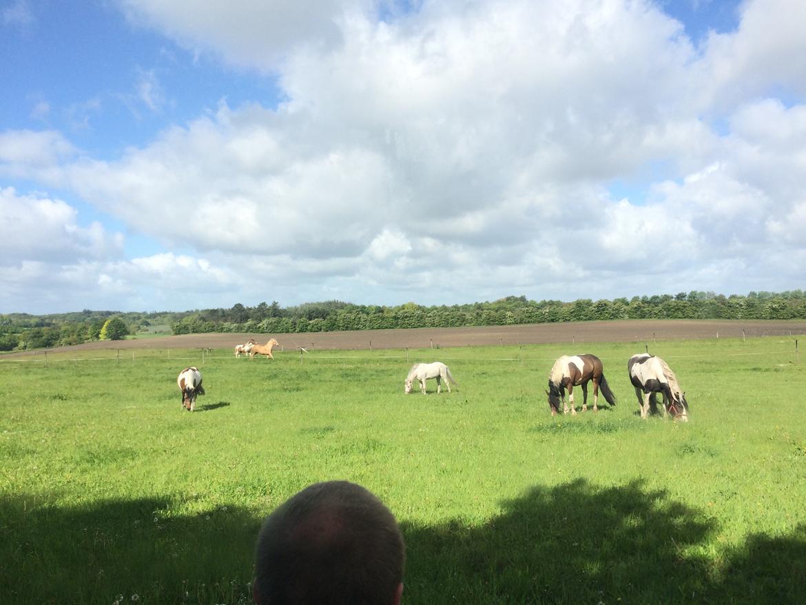 Stald Marienborg billede 14