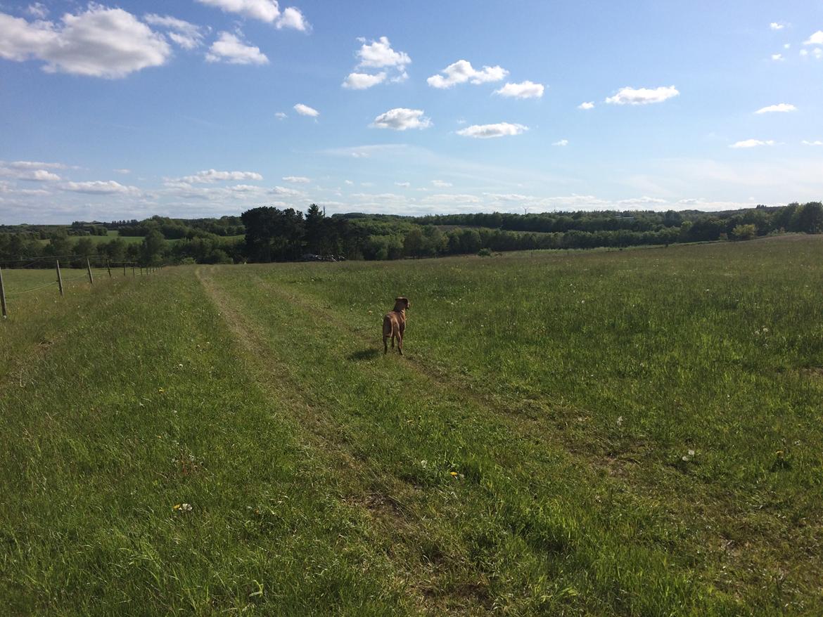 Stald Marienborg billede 17