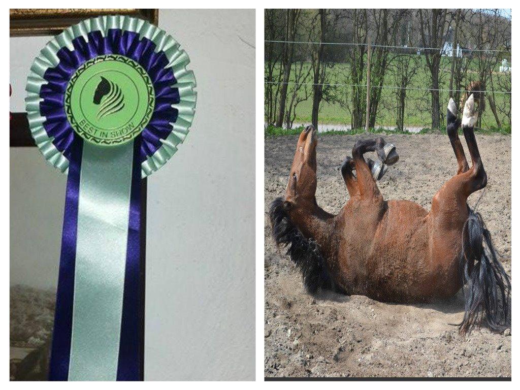 Alle mine rosetter ;) - Klassen: Bedste rullebillede Maj 2015, 5. plads ud af 5, Kommentar: Ah med den dumme vinterpels! Der er gang i motivet, men det er velplaceret og stadig skarpt- Farverne er fine, uden at være prangende. billede 13