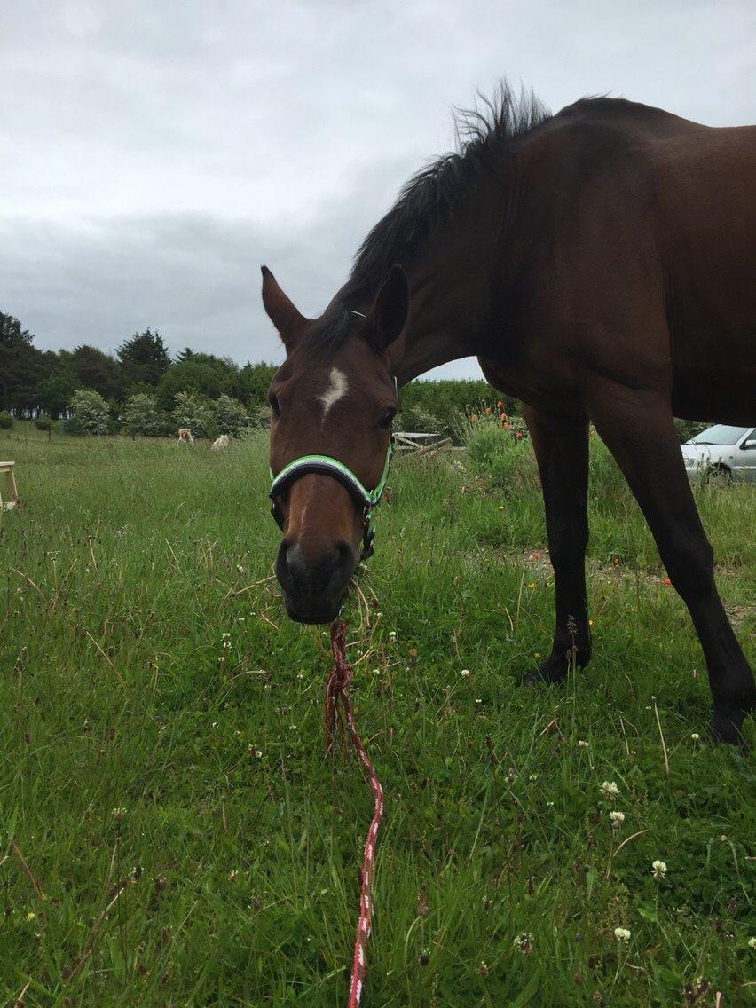 Hygge tur med trunten billede 1