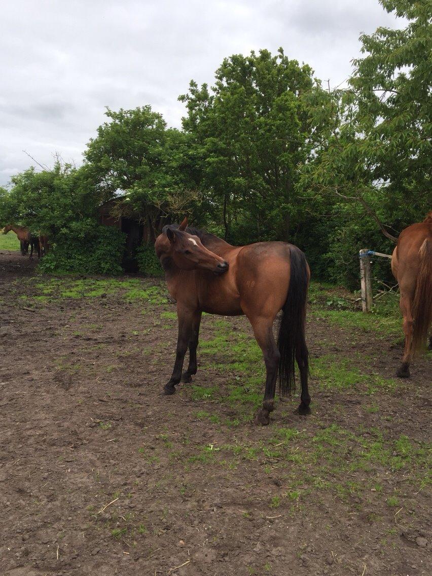 Hygge tur med trunten billede 6