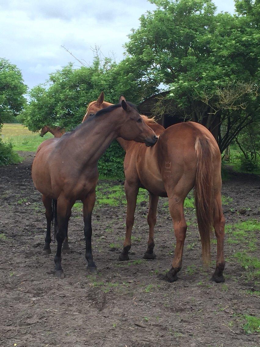 Hygge tur med trunten billede 7