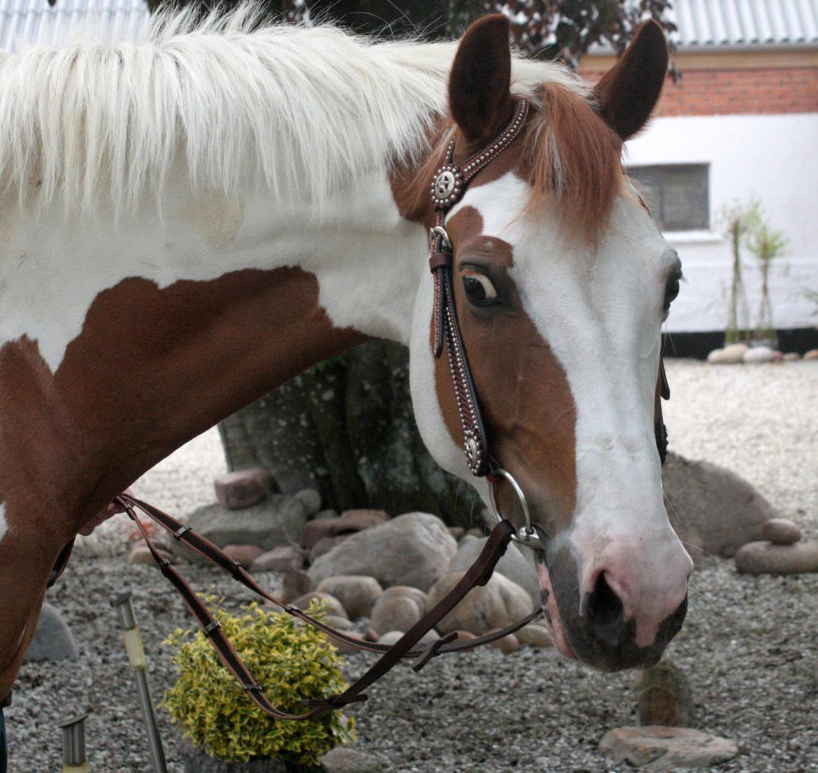 What A Spot Hyggetid :D billede 6