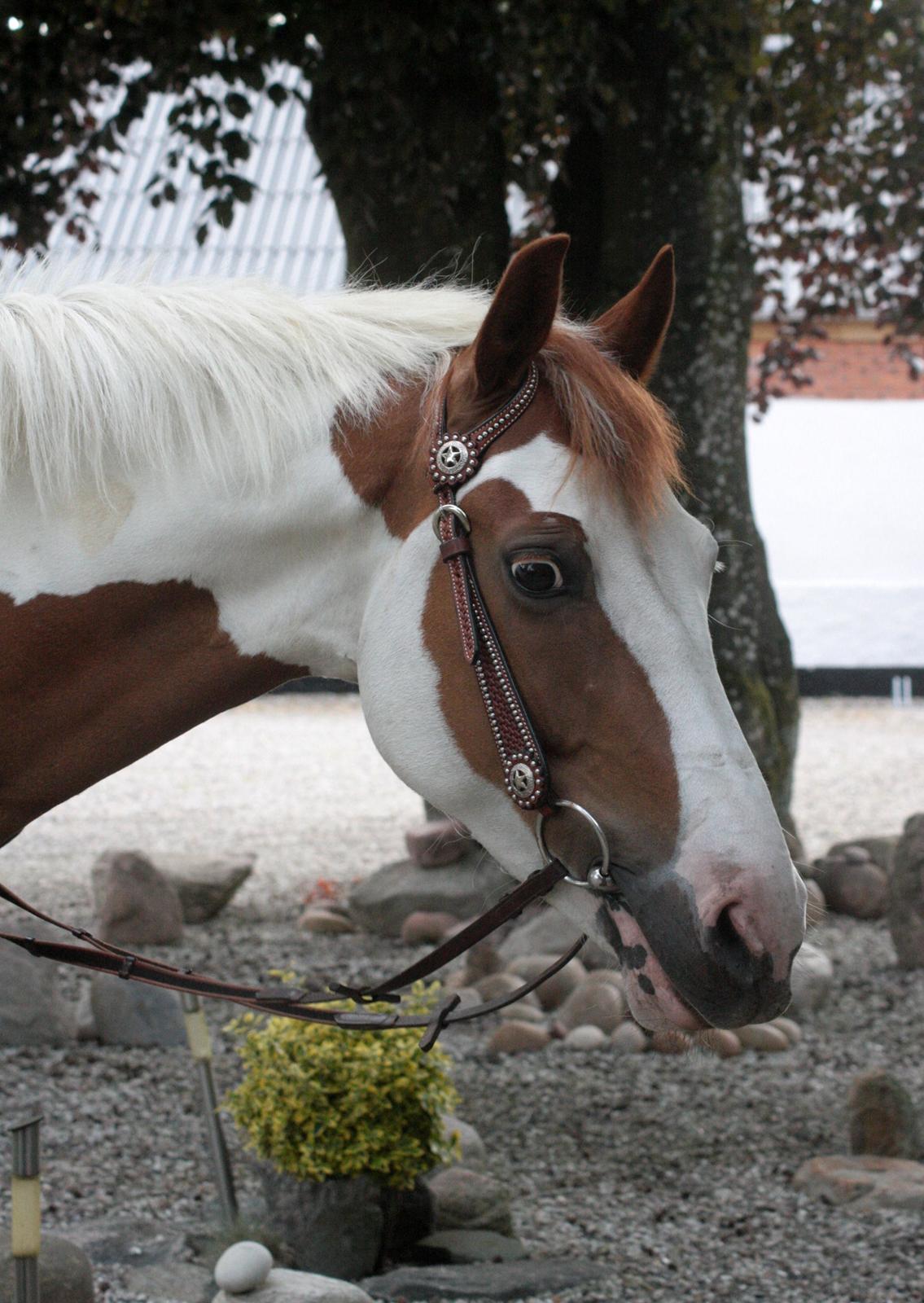 What A Spot Hyggetid :D billede 8