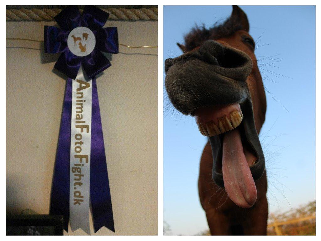 Alle mine rosetter ;) - 1. plads Skæve vinkler Maj 2015 roset plus pandebånd billede 14