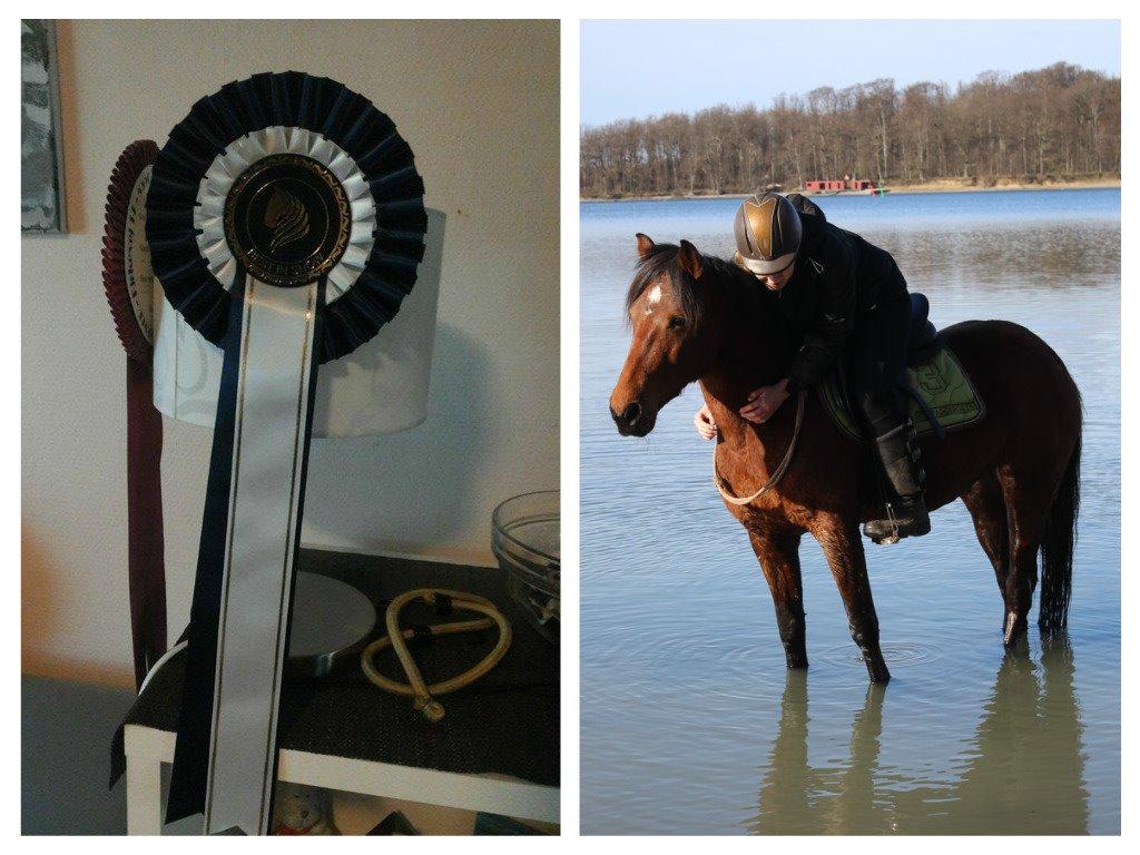 Alle mine rosetter ;) - 5. plads Vandhesten Juni 2015 Kommentar: Denne søde pony får sig lige en krammer på en strandtur. Det ser også ud som om den har fortjent en krammer – sikke en dygtig pony som er ude at soppe kun i cordeo! Godt klaret! billede 16