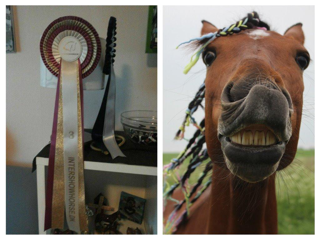 Alle mine rosetter ;) - 3. plads Flotteste bisser Juni 2015 Kommentar: Ti hi. Hvor herligt! Dejligt billede, dejligt øjeblik ;) Tillykke med den fine placering. billede 15