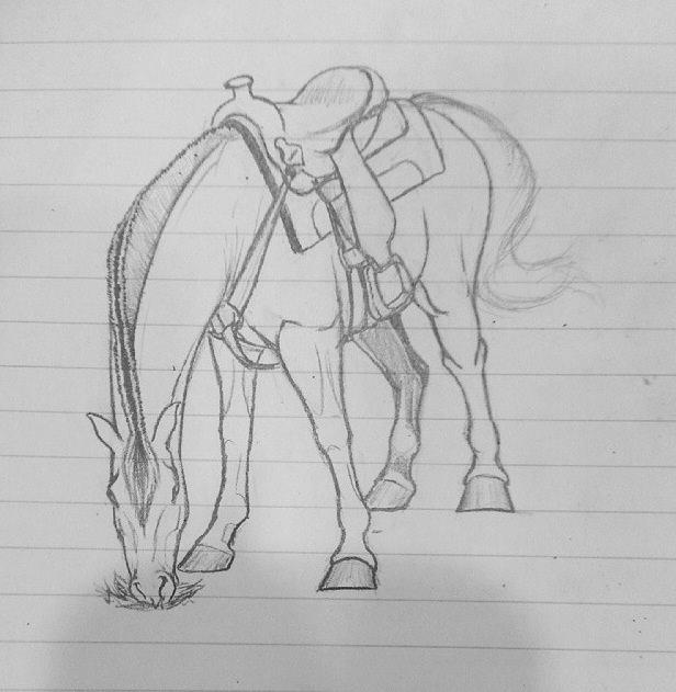 Mine tegninger - fjordhest i western udstyr billede 3