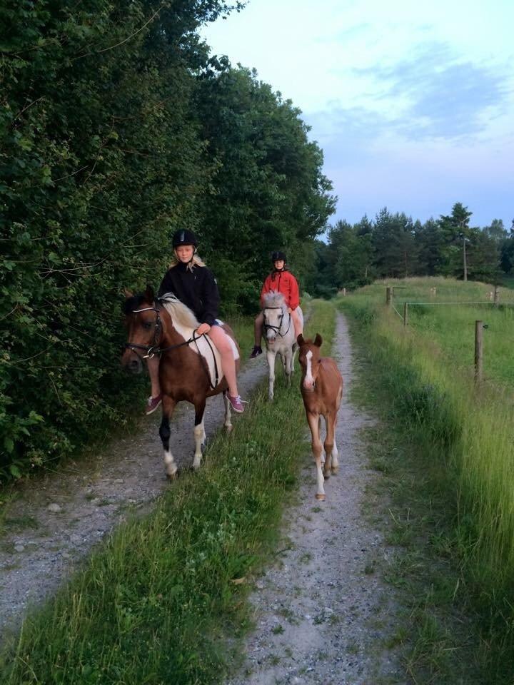 Stald Marienborg billede 22