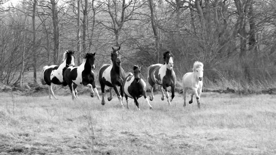 Stald Marienborg billede 21