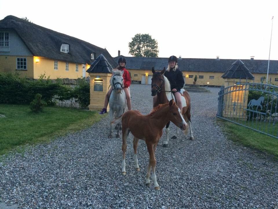 Stald Marienborg billede 23