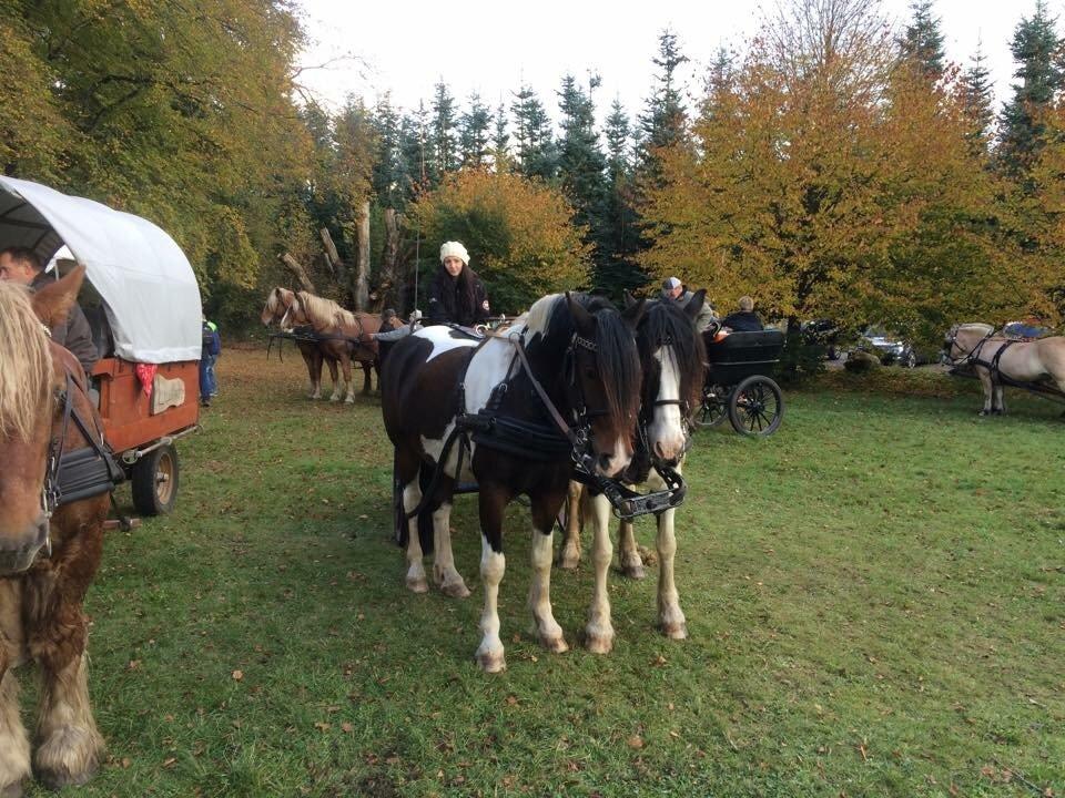 Stald Marienborg billede 31