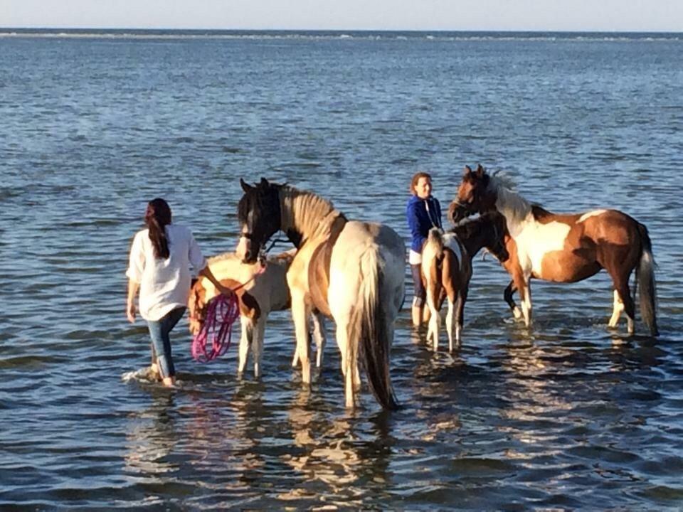 Stald Marienborg billede 35