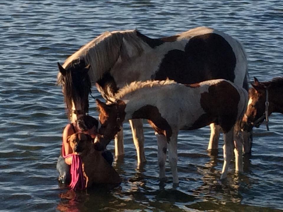 Stald Marienborg billede 36