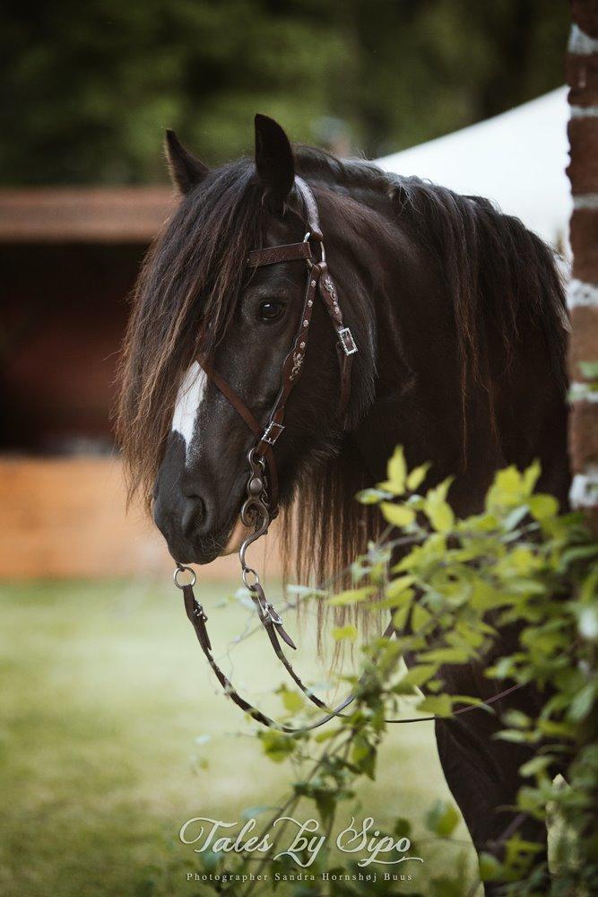 Middelalderdage på Voergaard Slot 2015 - Sirius ... Fotograf: Tales by Sipo billede 3